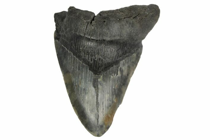 Bargain, Fossil Megalodon Tooth - South Carolina #189890
